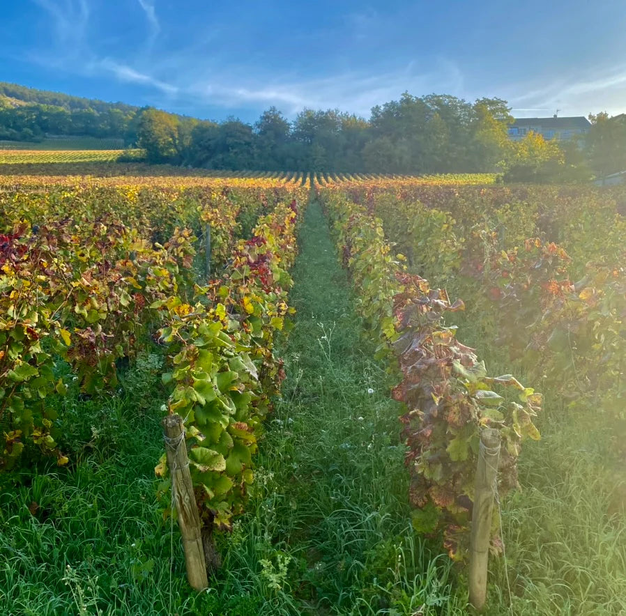 A vineyard represented by Patrimonio Wines