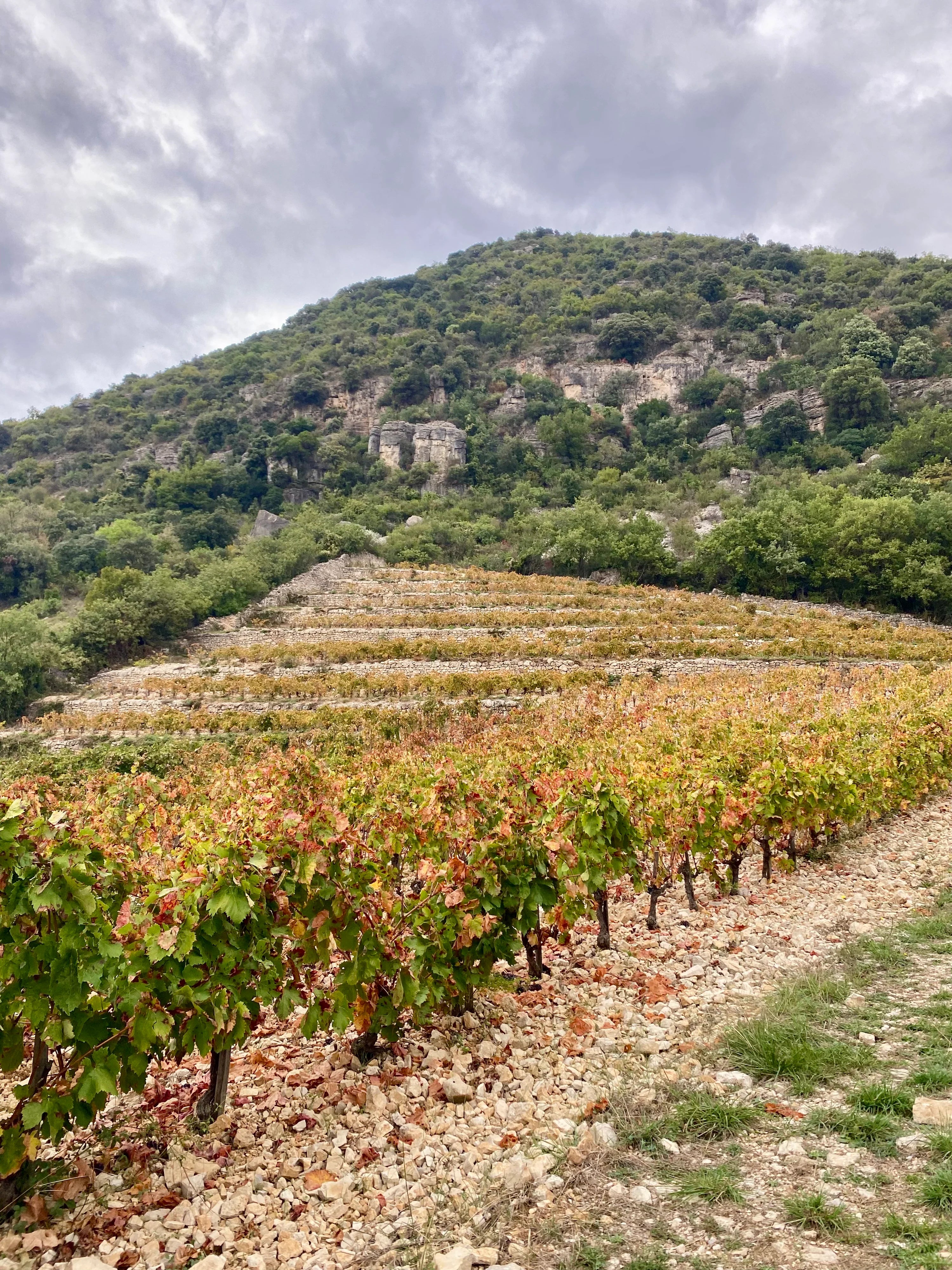 Terraced vineyard soil represented by Patrimonio Wines