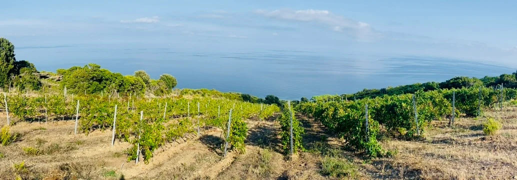 Coastal vineyard landscape represented by Patrimonio Wines